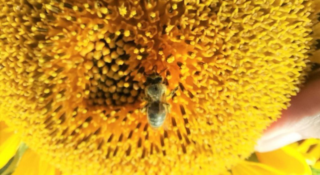 DPÜ Tarafından Yetiştirilen Arılar Ayçiçek Balı Üretecek